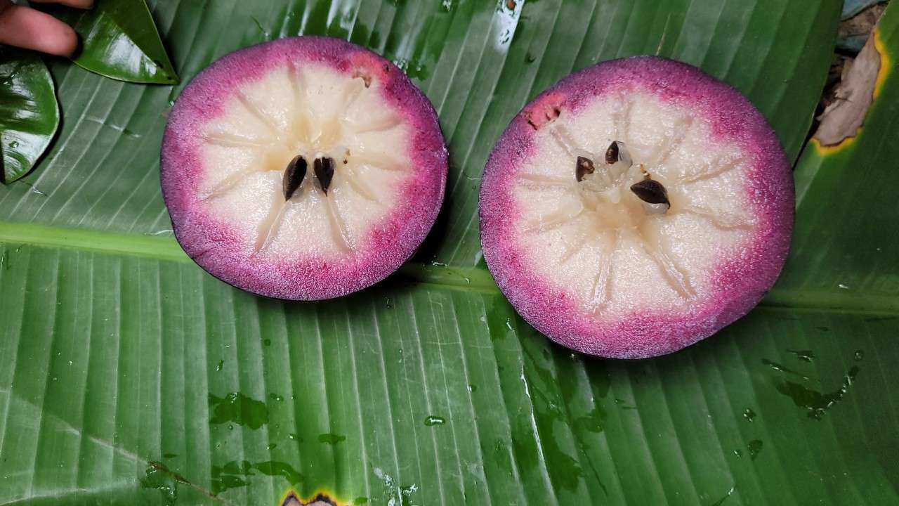 Vú Sữa Mica