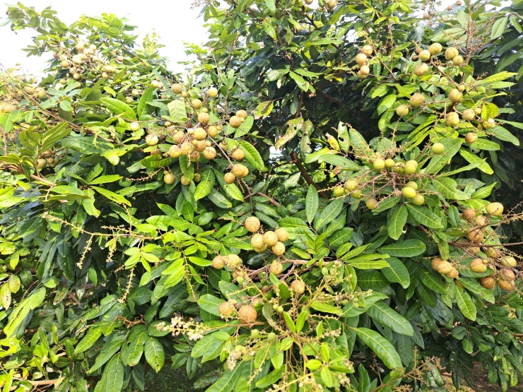 Nhãn Long Phụng Châu