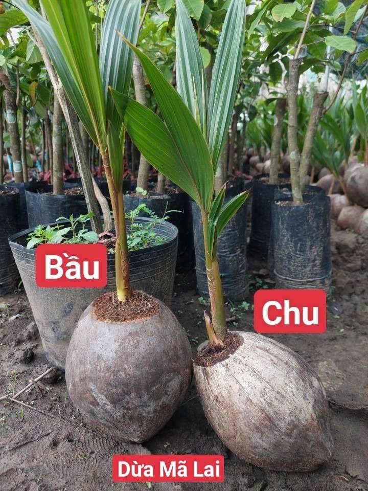 Dừa Xiêm Đỏ Mã Lai