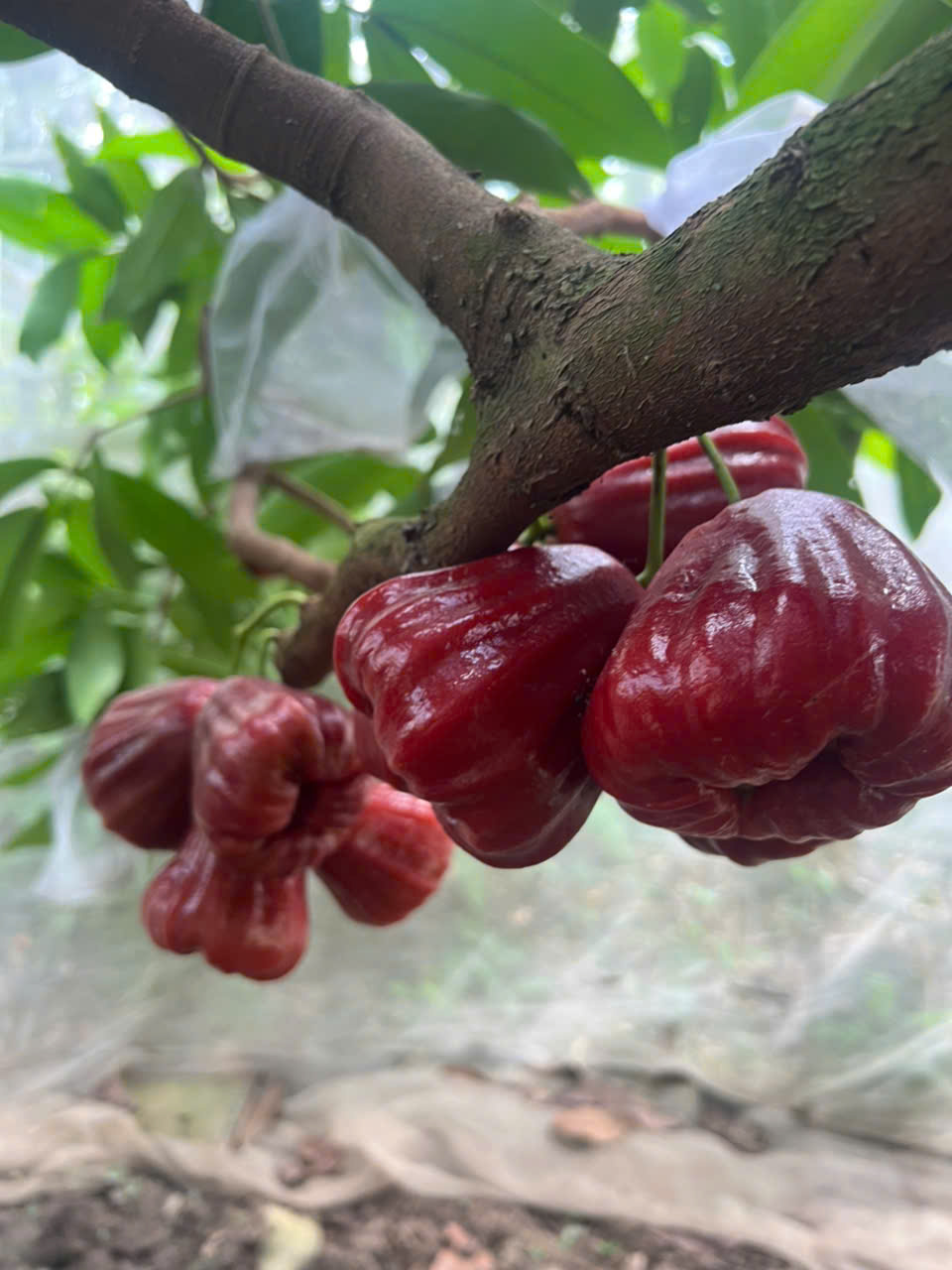 Mận Đỏ Indo