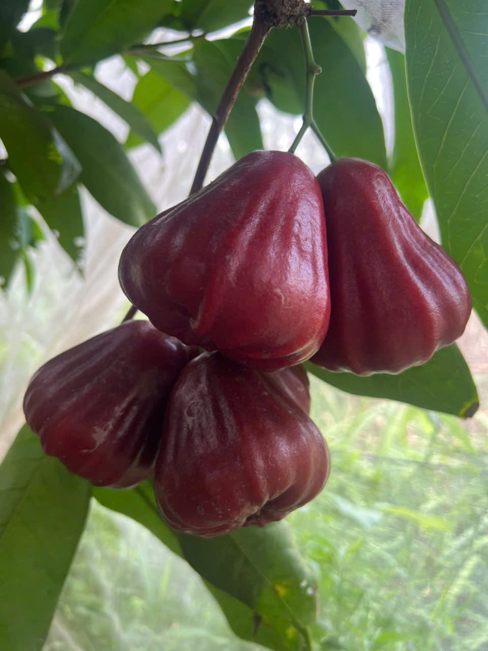 Mận Đỏ Indo