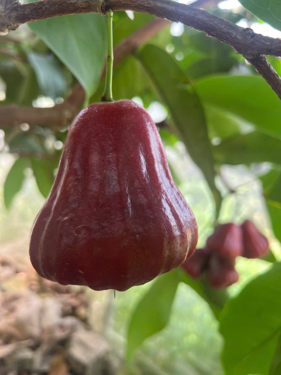 Mận Đỏ Indo