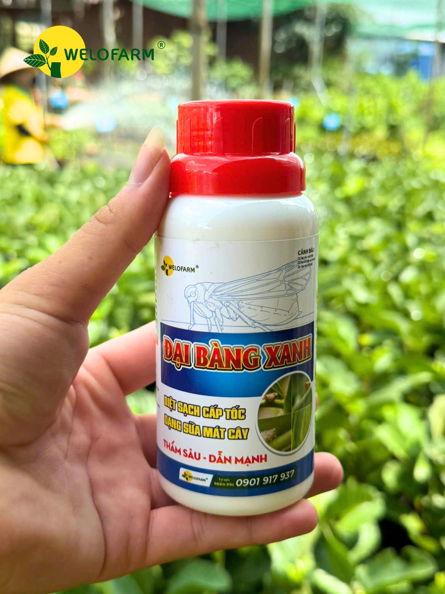 ĐẠI BÀNG XANH