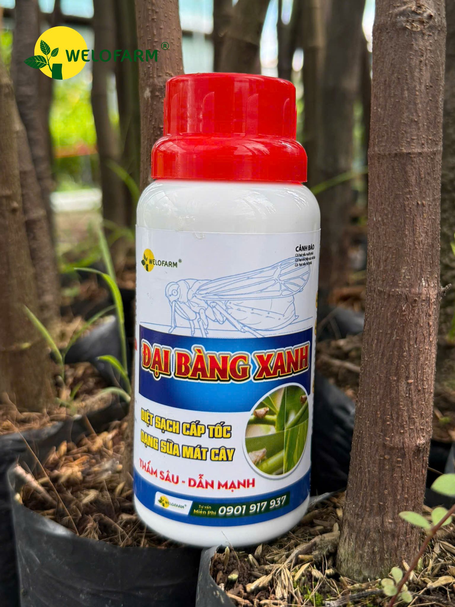 ĐẠI BÀNG XANH