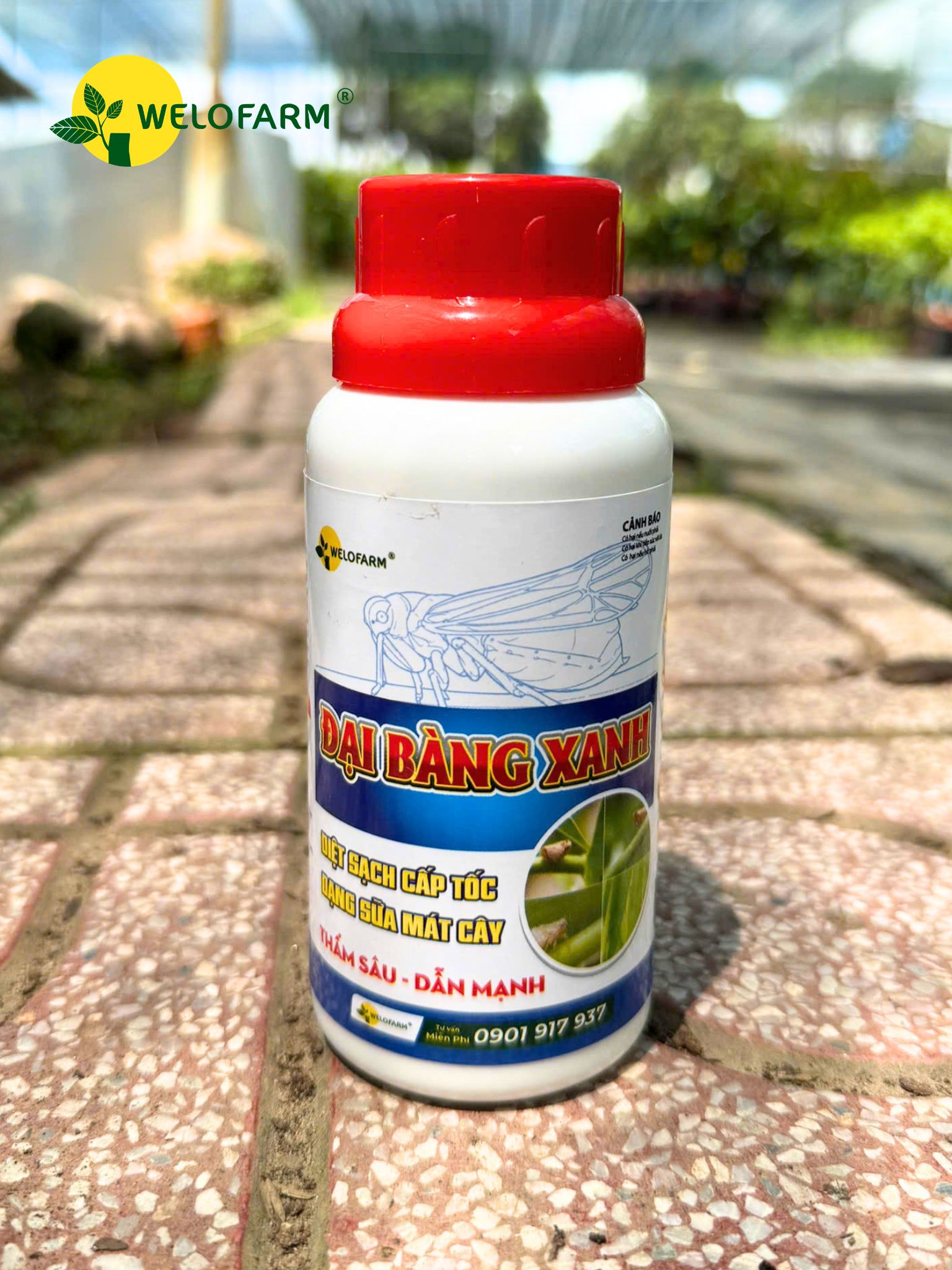 ĐẠI BÀNG XANH
