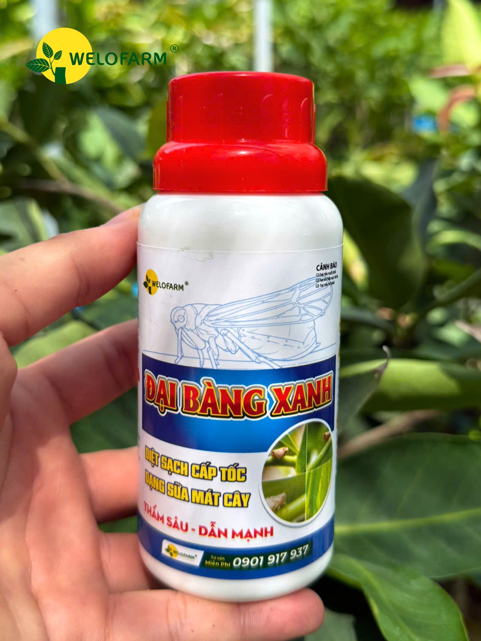 ĐẠI BÀNG XANH