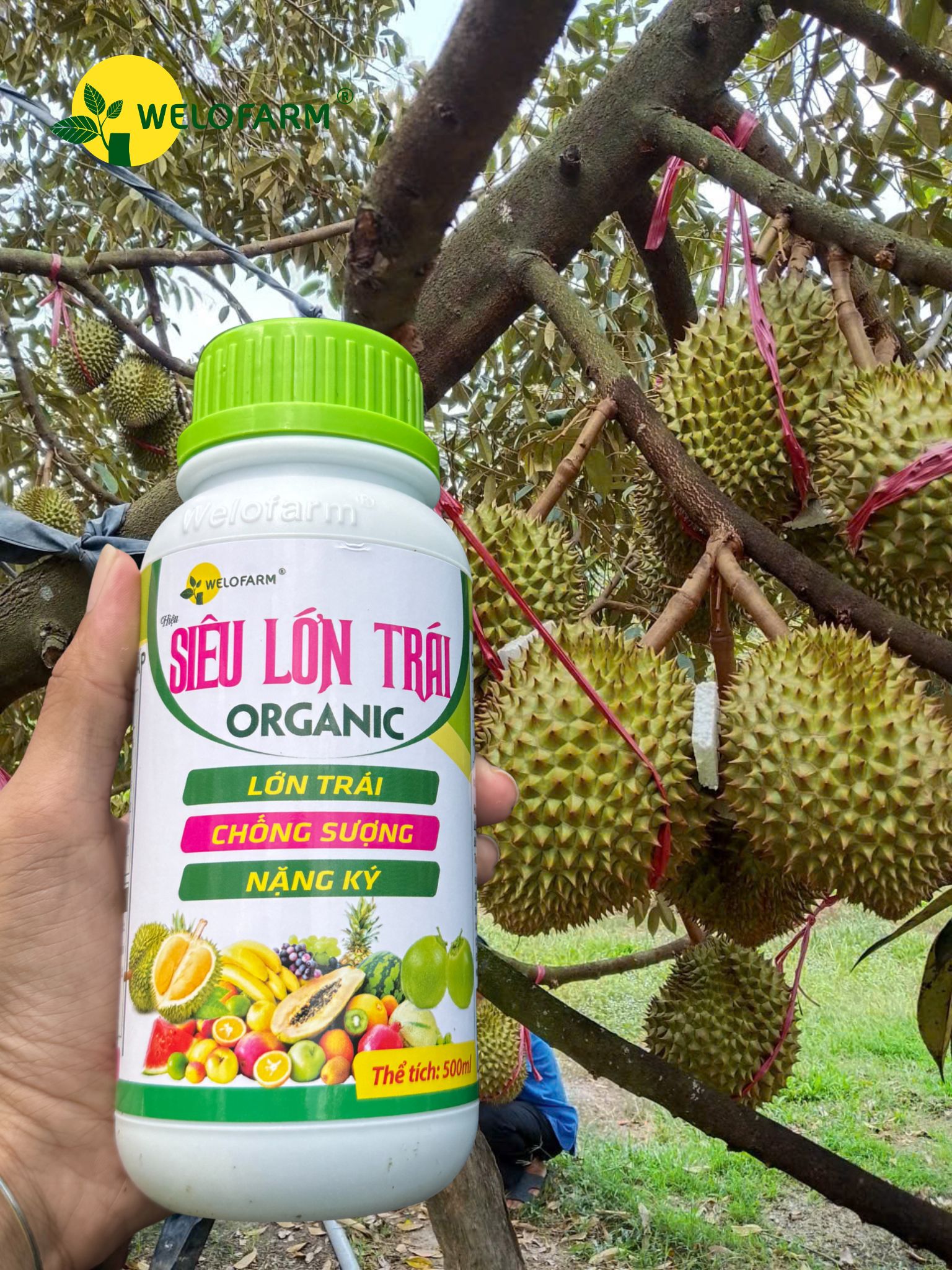 Siêu Lớn Trái USA