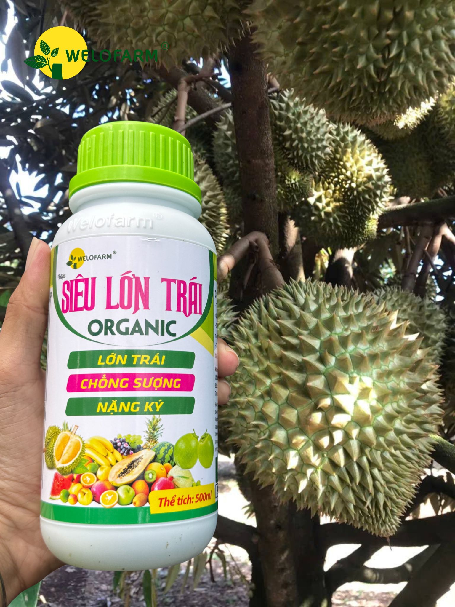 Siêu Lớn Trái USA