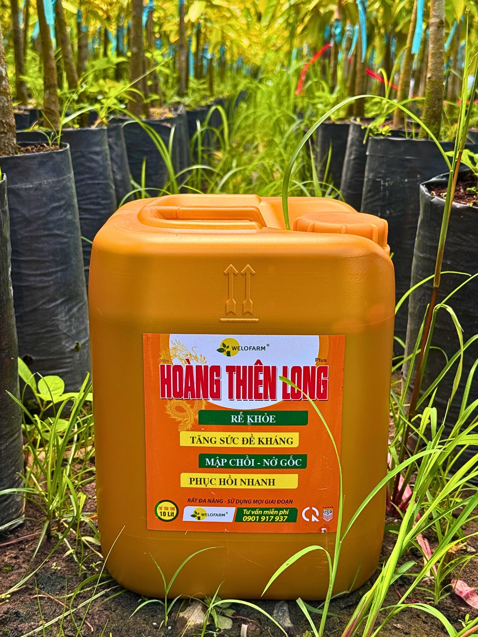 Plus Hoàng Thiên Long
