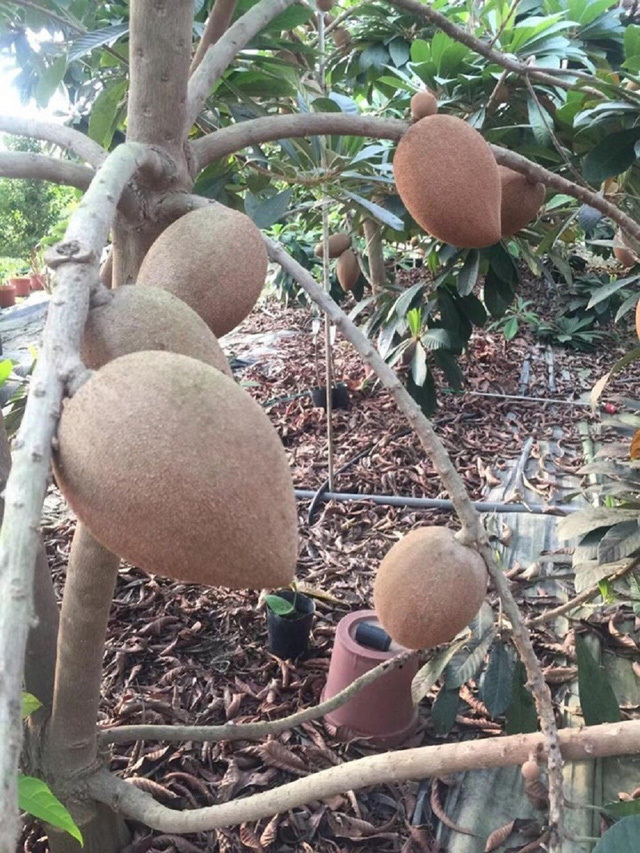 Hồng Xiêm Ruột Đỏ Khổng Lồ