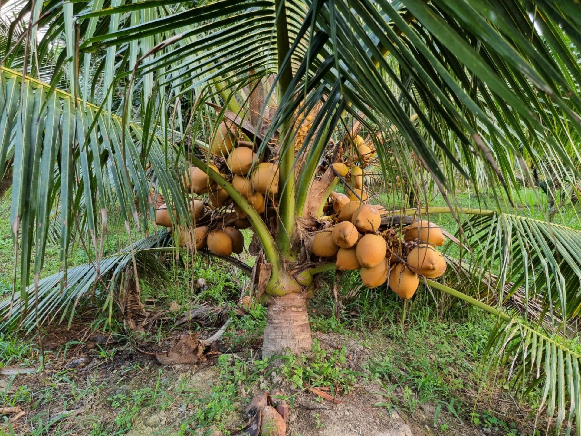 Dừa Xiêm Đỏ Mã Lai