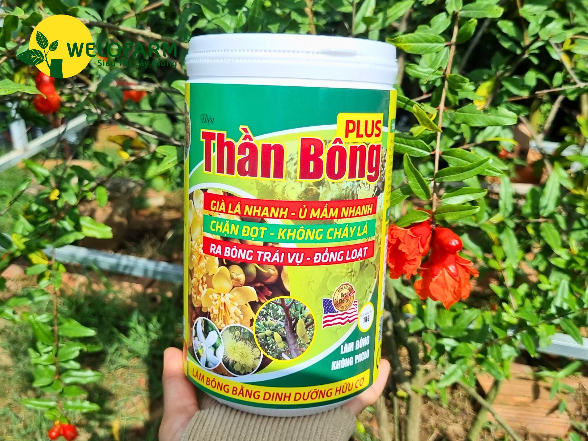 Thần Bông Plus