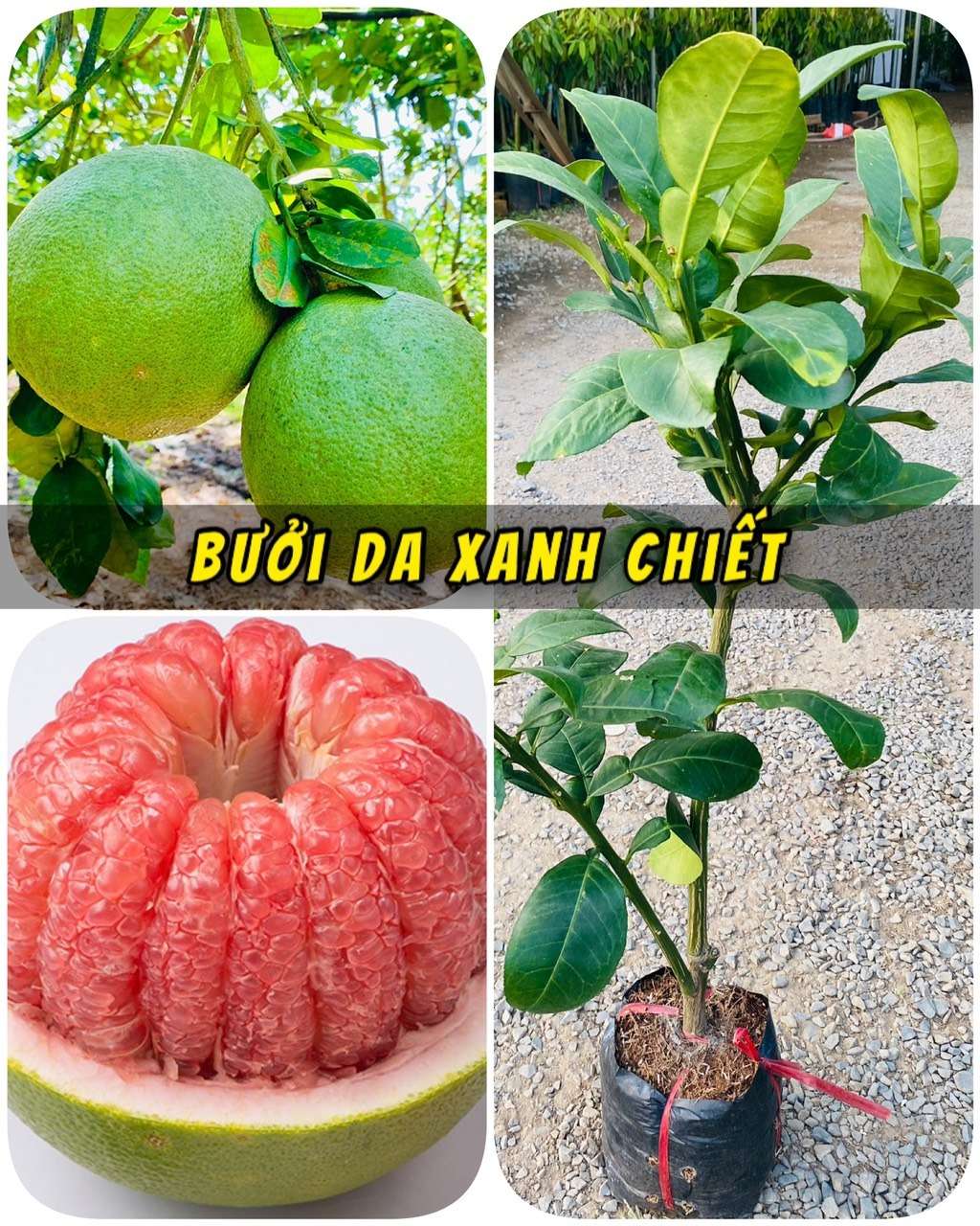 Bưởi Da Xanh Chiết