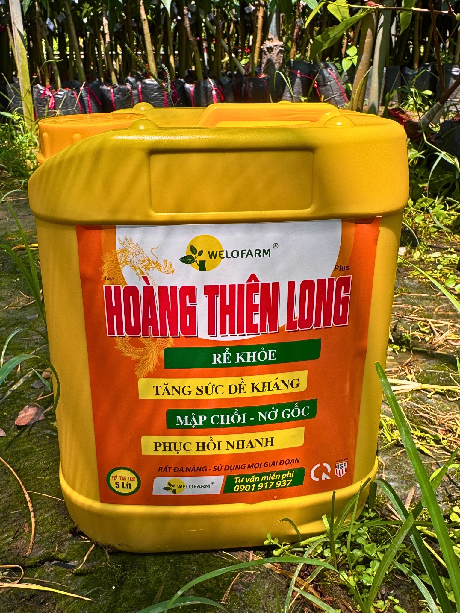Plus Hoàng Thiên Long