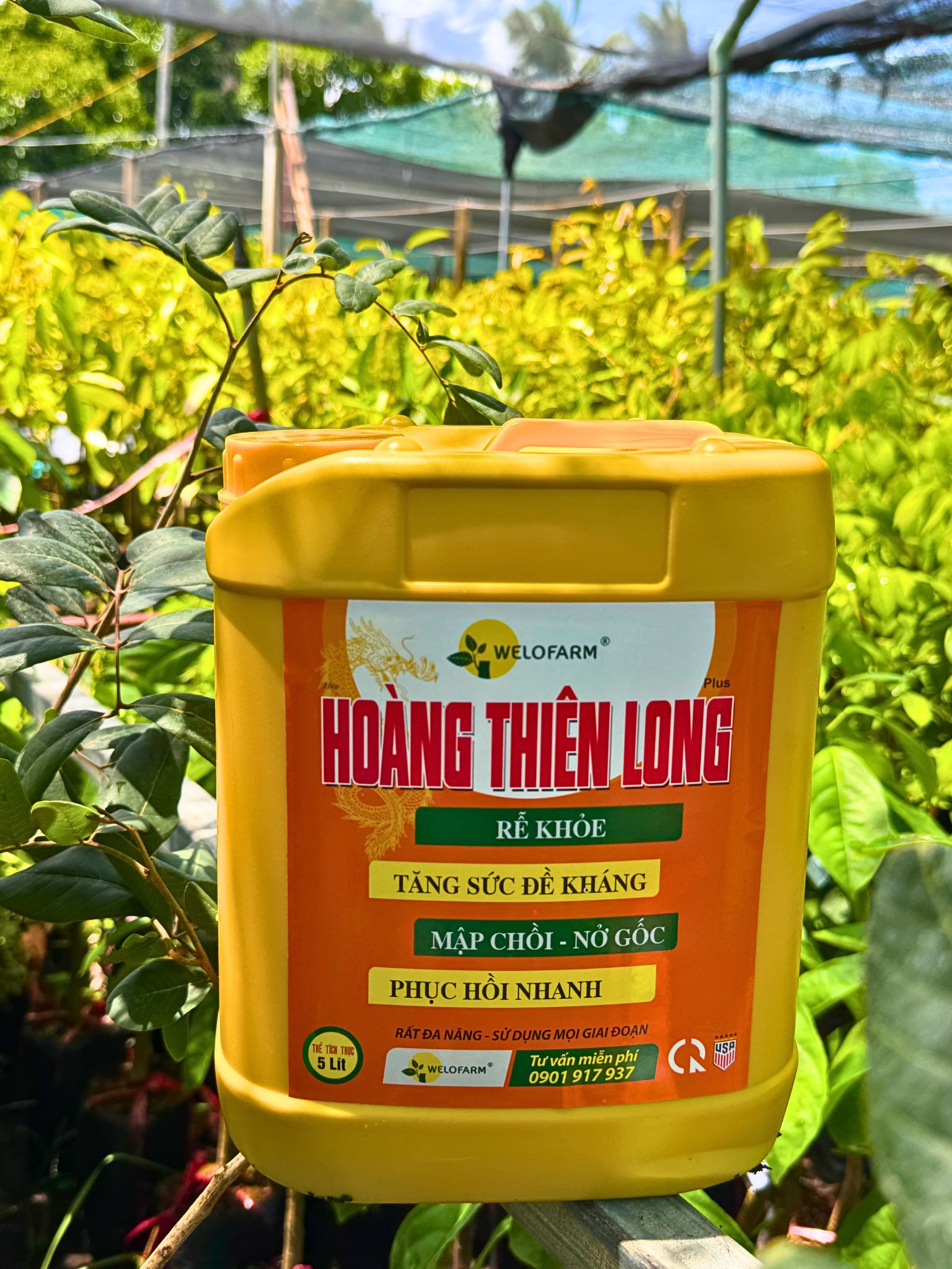 Plus Hoàng Thiên Long