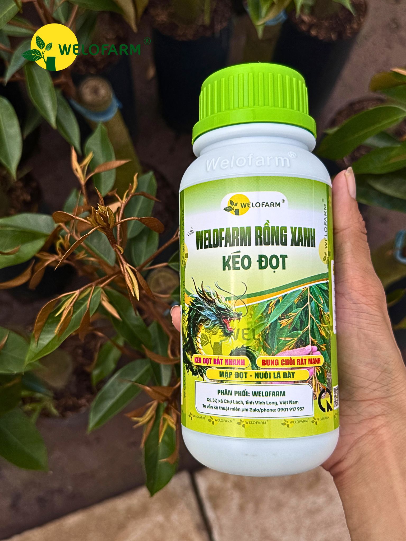Welofarm Rồng Xanh