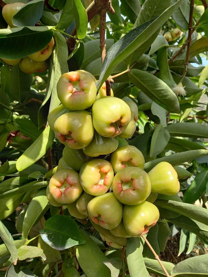 Mận Xanh Đường