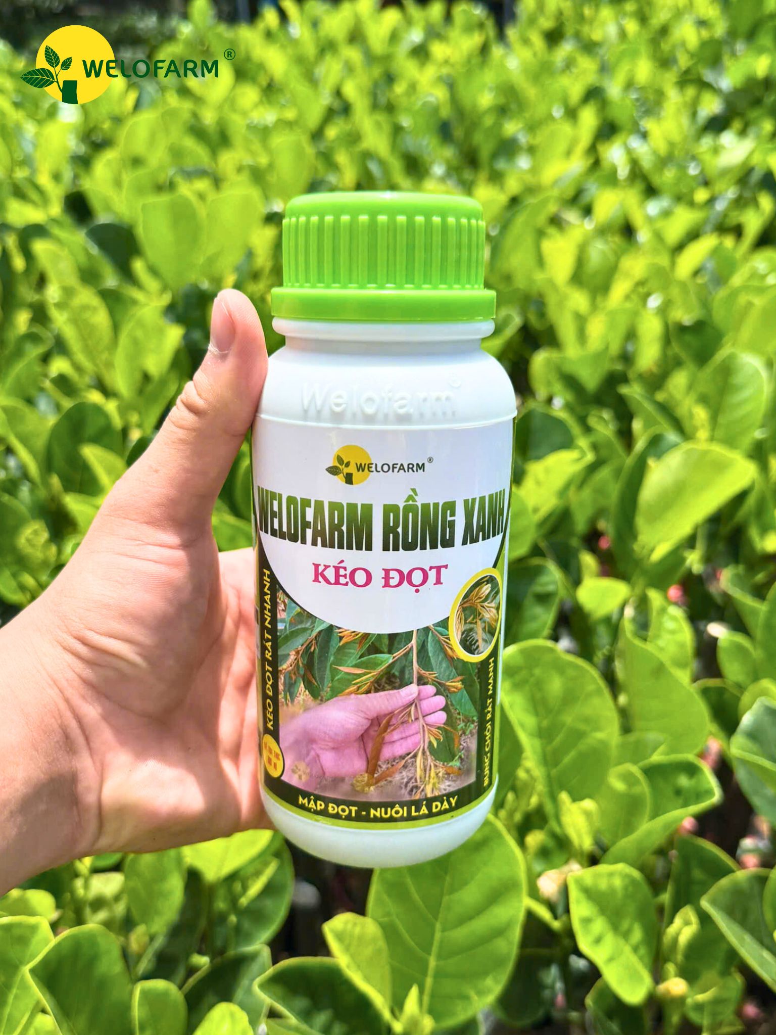 Welofarm Rồng Xanh Kéo Đọt