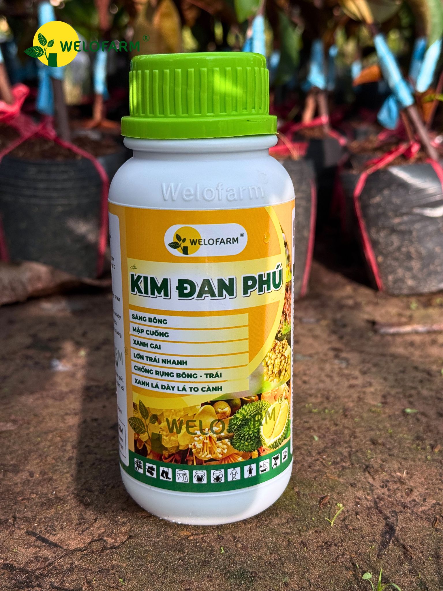 Kim Đan Phú