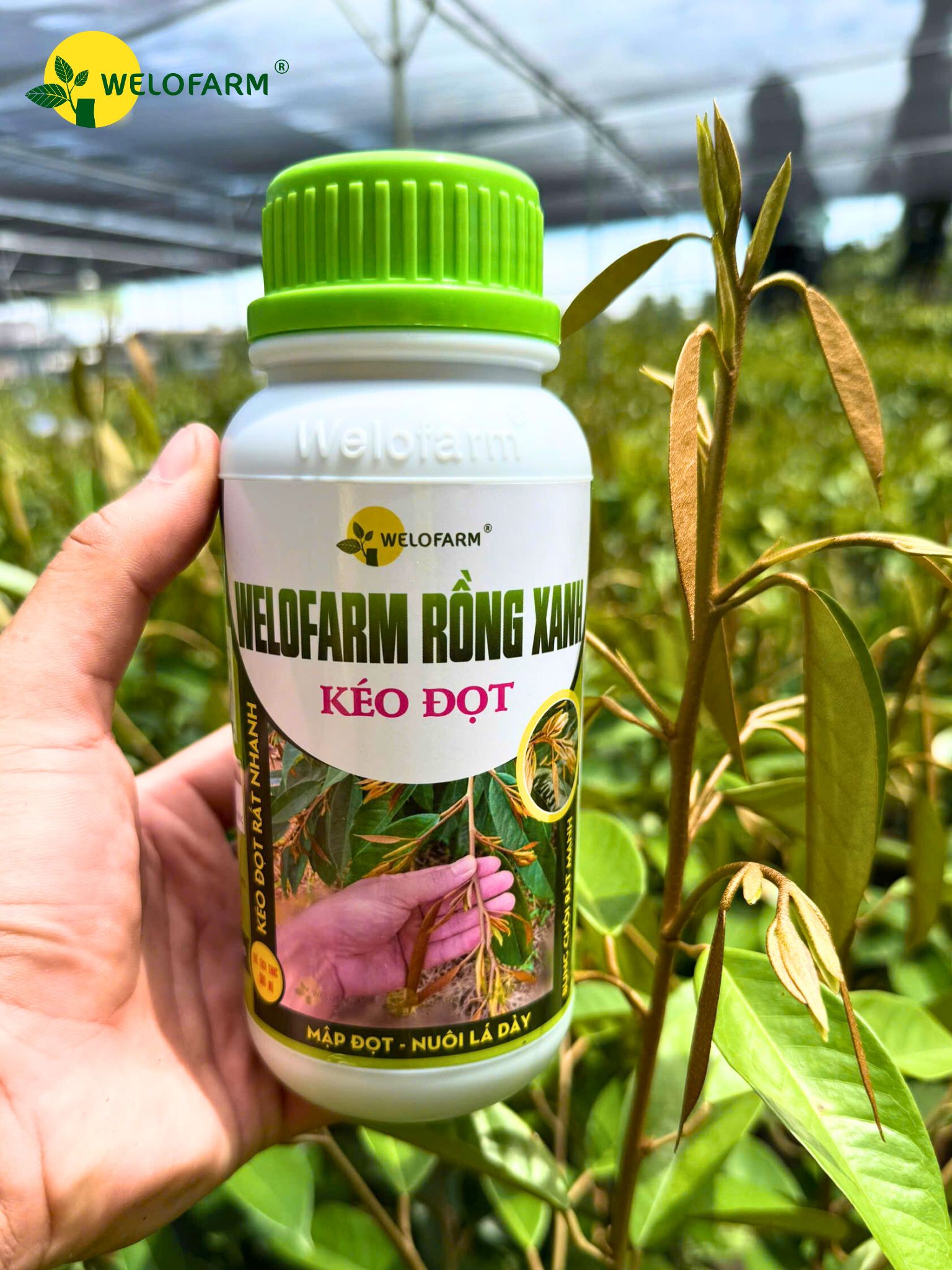 Welofarm Rồng Xanh Kéo Đọt