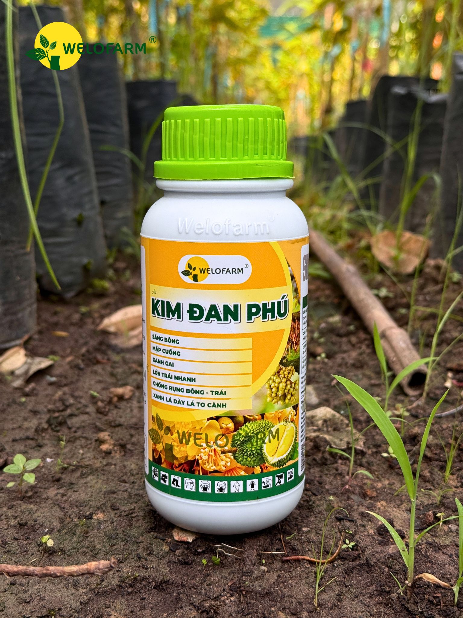 Kim Đan Phú