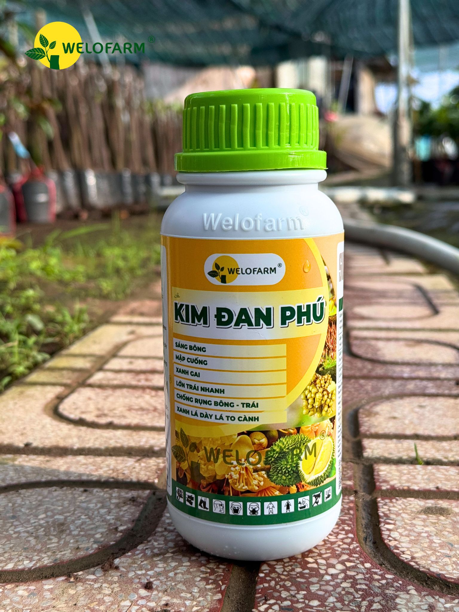 Kim Đan Phú