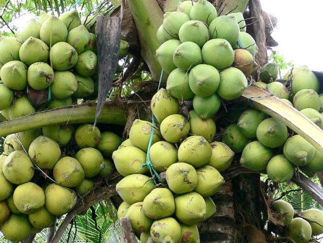 Dừa Xiêm Lục