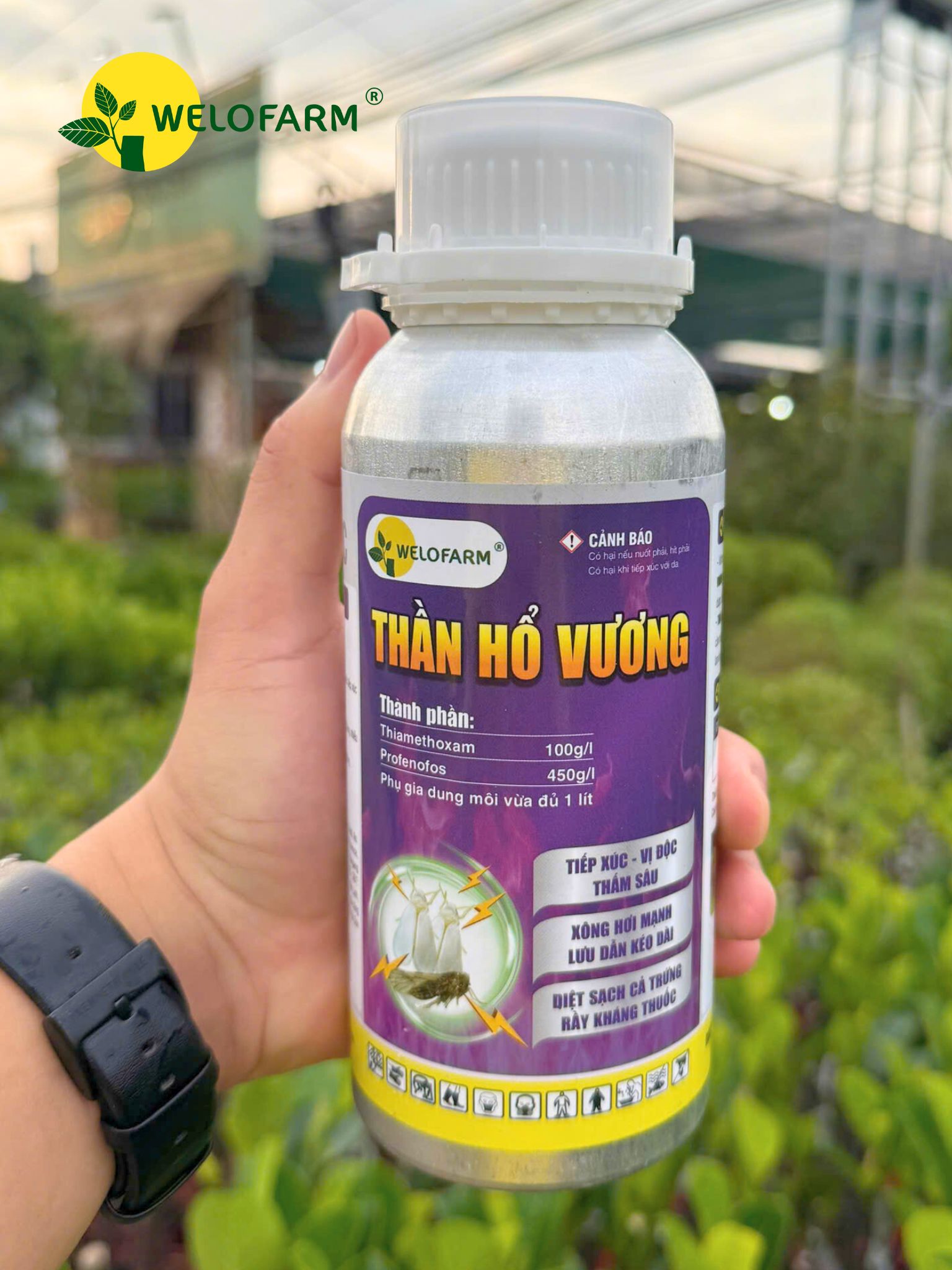 Thần Hổ Vương