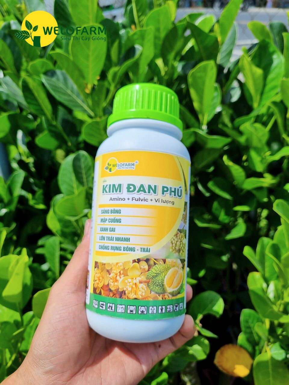 Kim Đan Phú