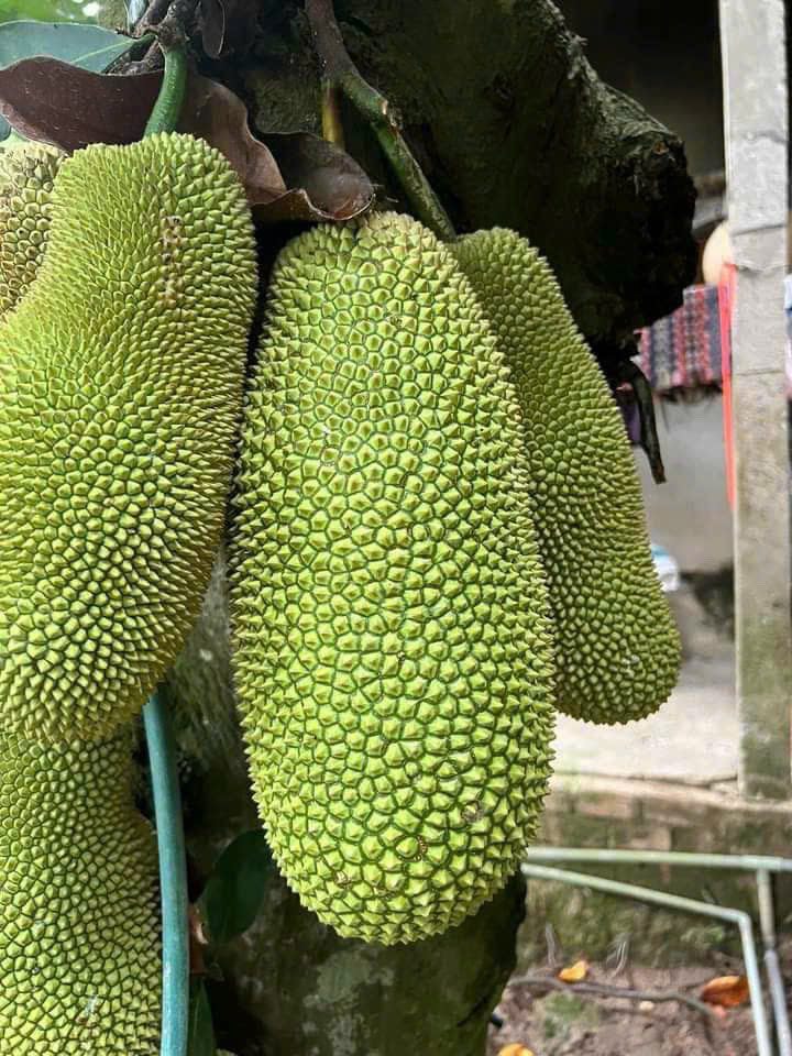 Mít Mơ