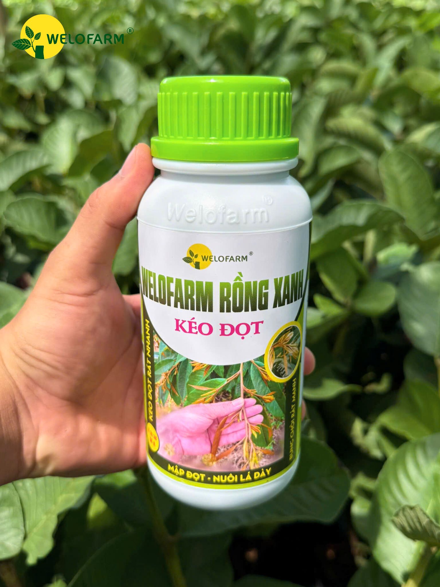Welofarm Rồng Xanh Kéo Đọt