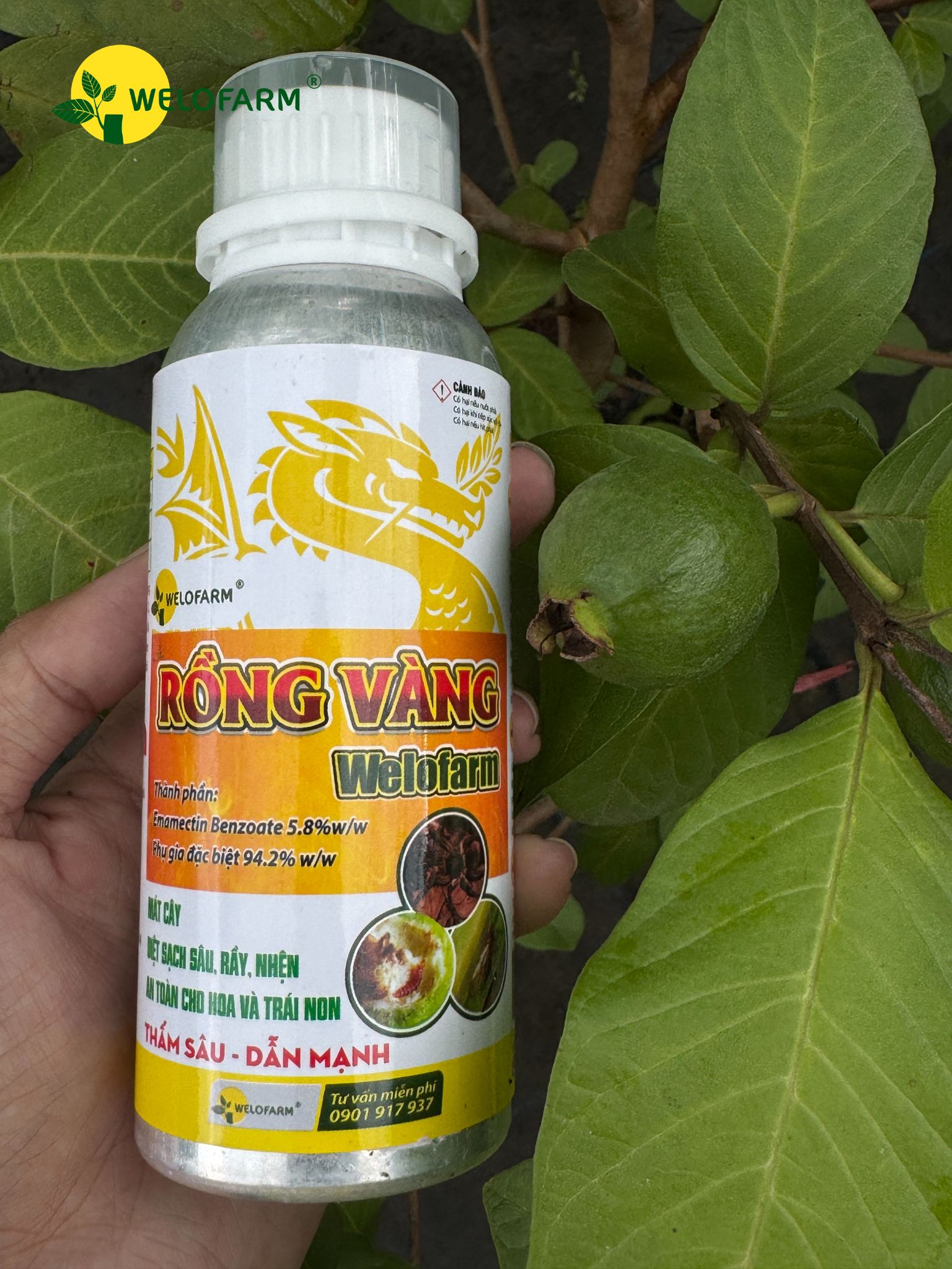 Rồng Vàng Welofarm