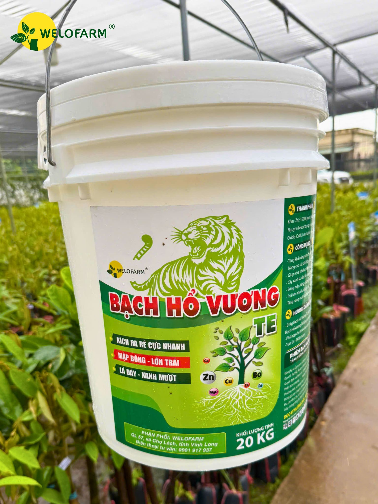 Bạch Hổ Vương TE