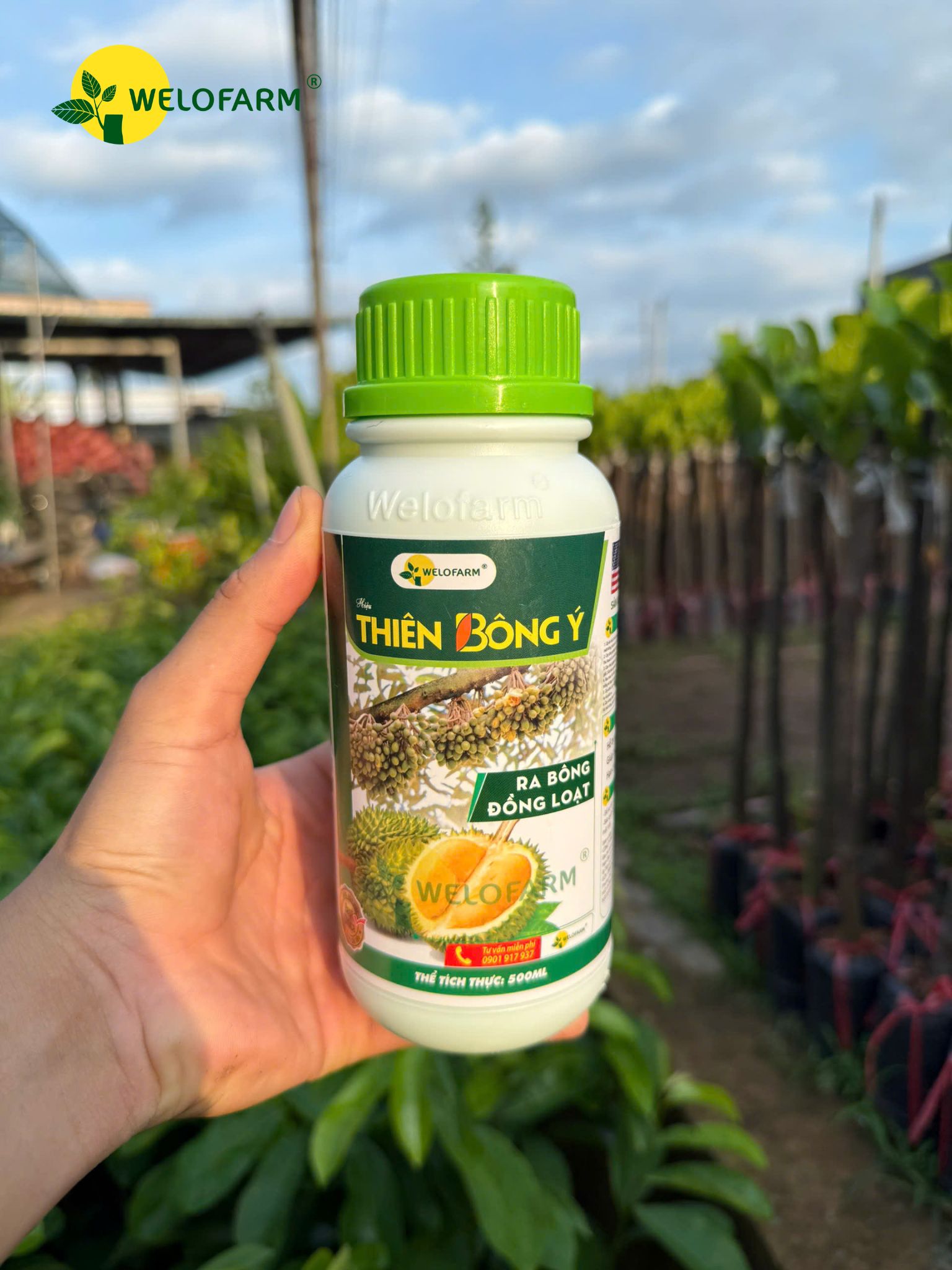 Thiên Bông Ý