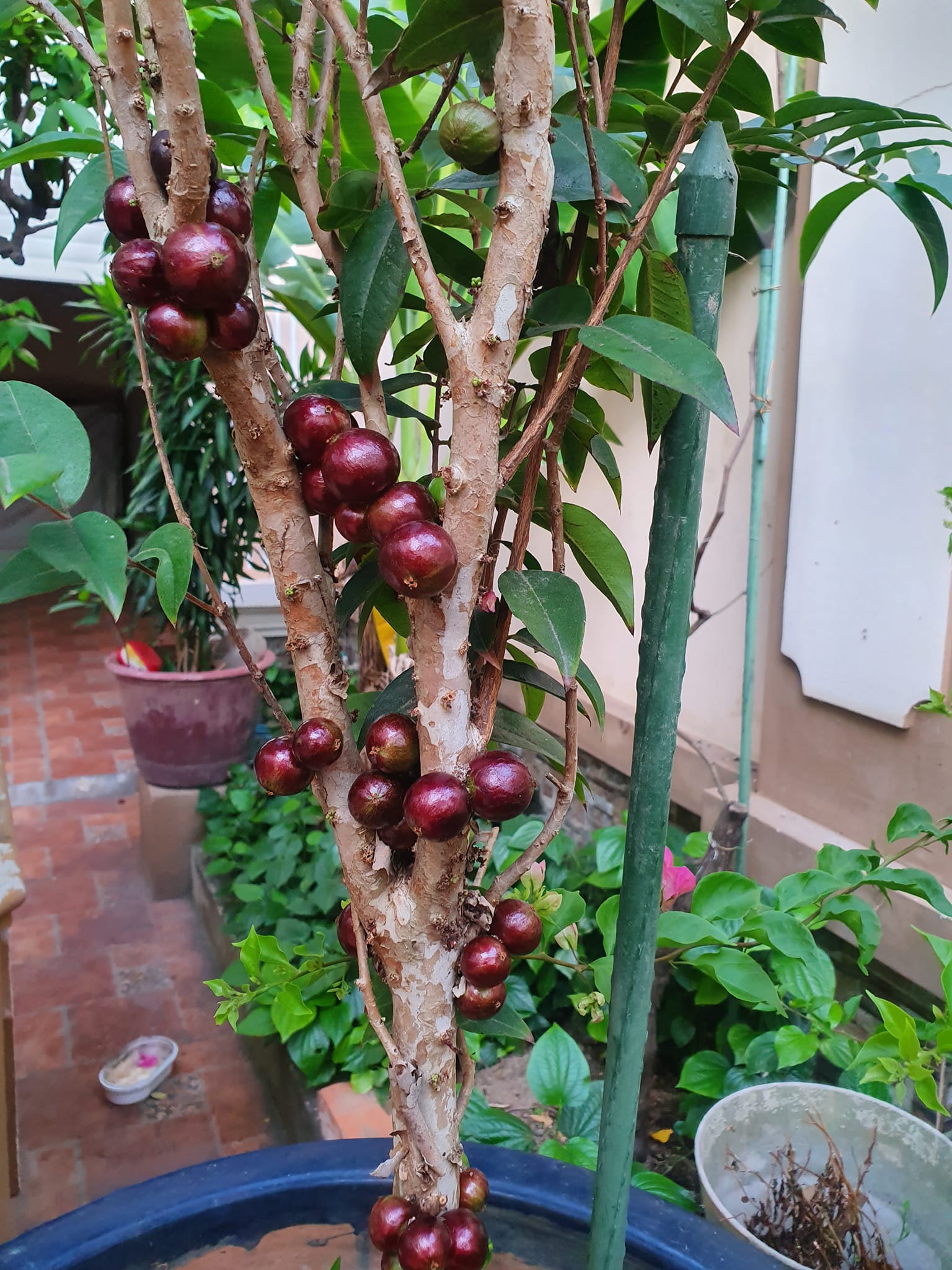 Nho Thân Gỗ 12 Vụ