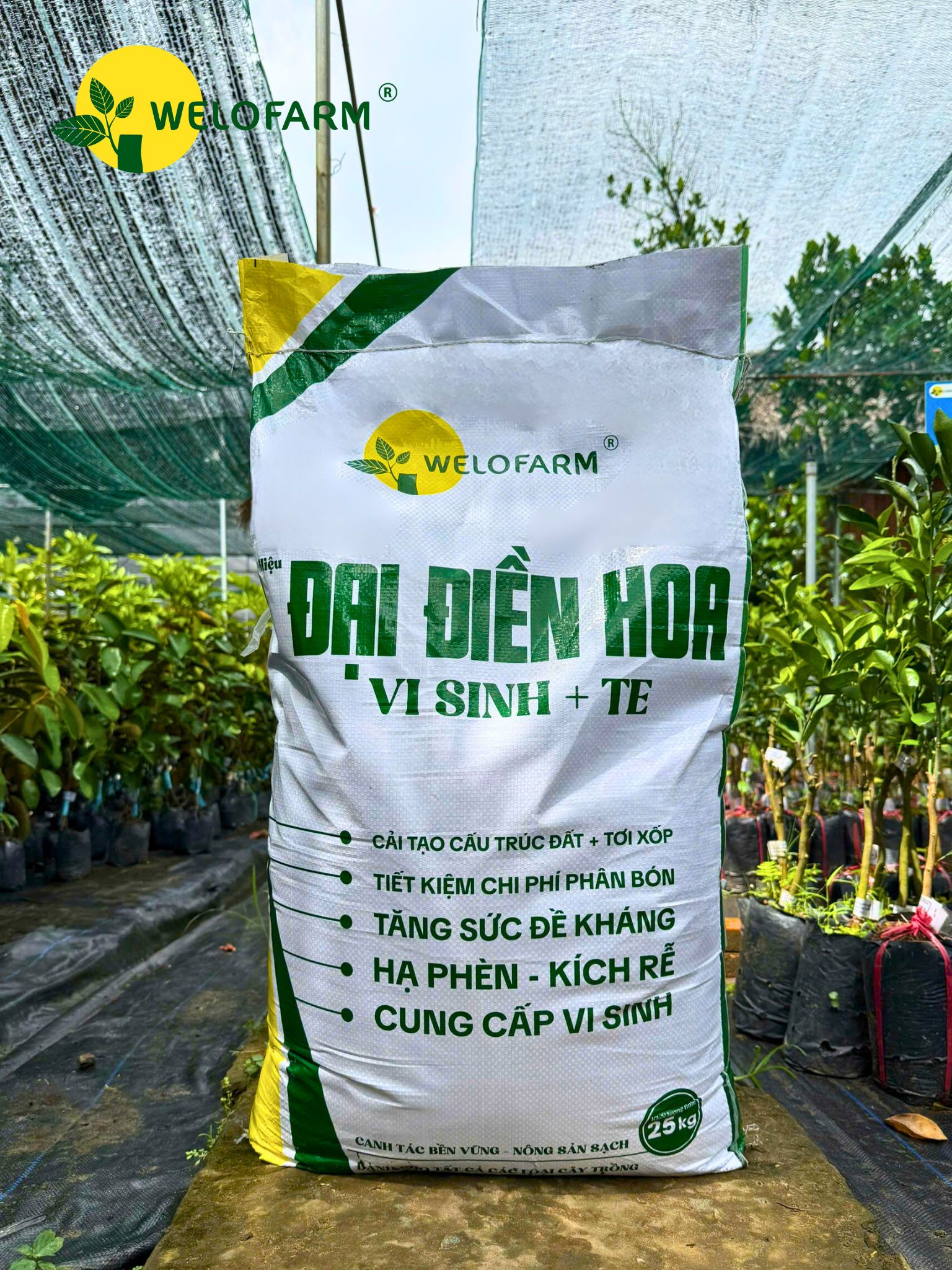 Đại Điền Hoa