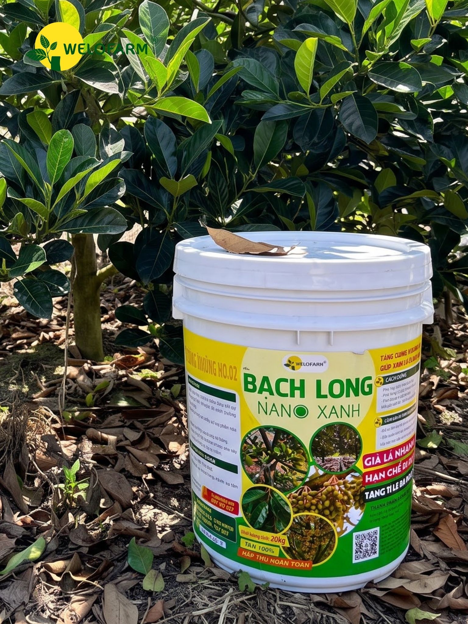 Bạch Long Nano Xanh
