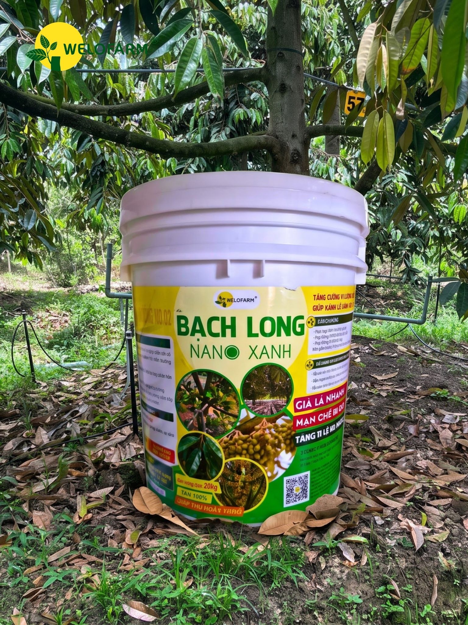 Bạch Long Nano Xanh