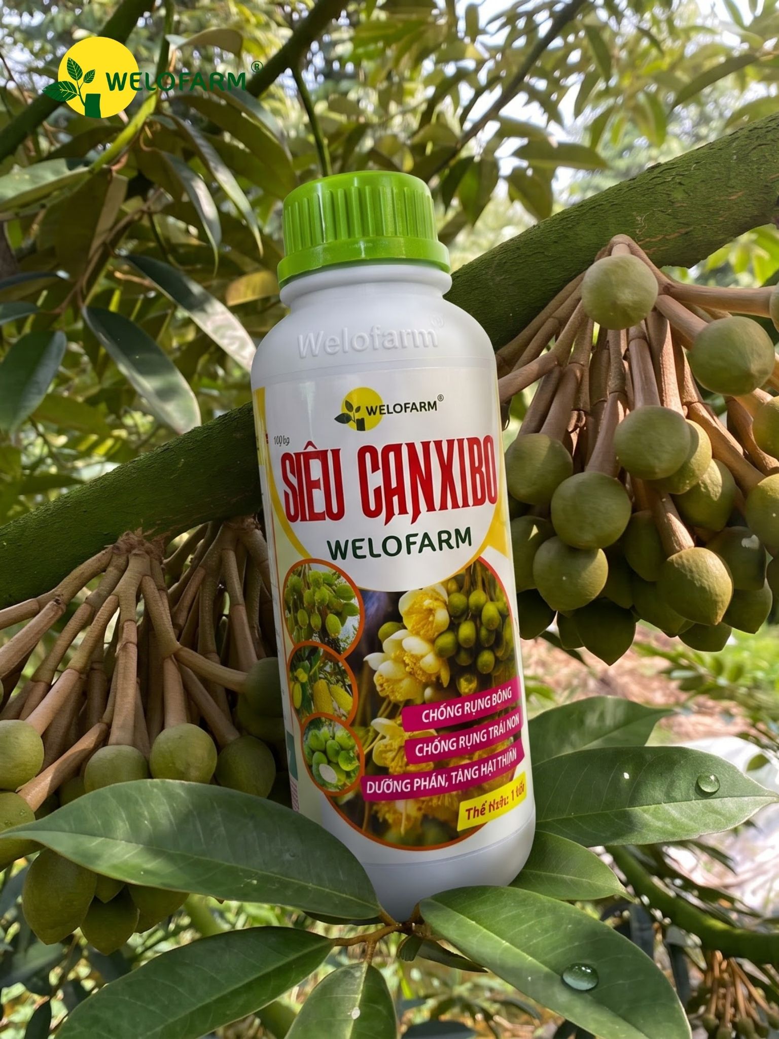 Siêu CanxiBo