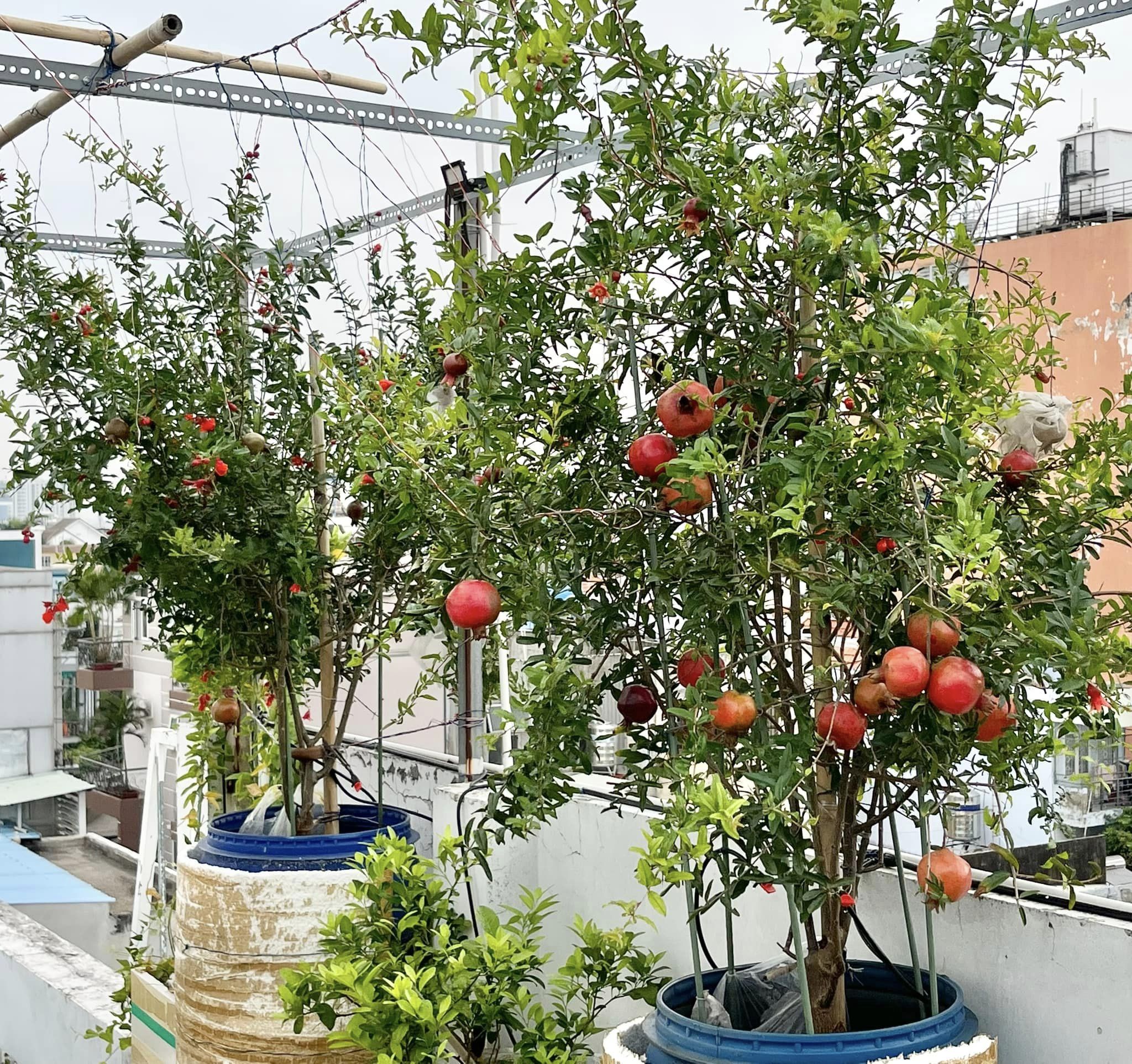 Lựu Đỏ Ấn Độ