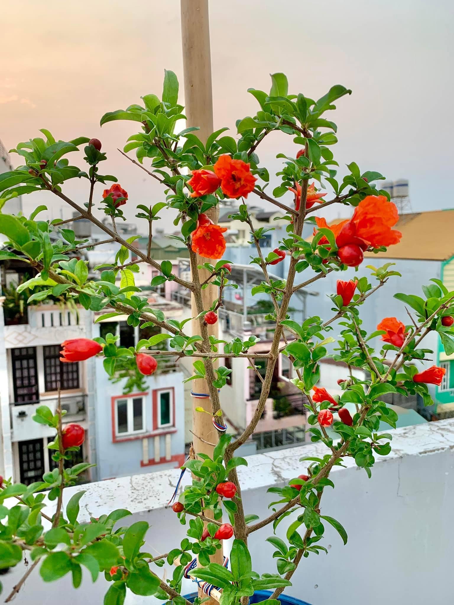 Lựu Đỏ Ấn Độ