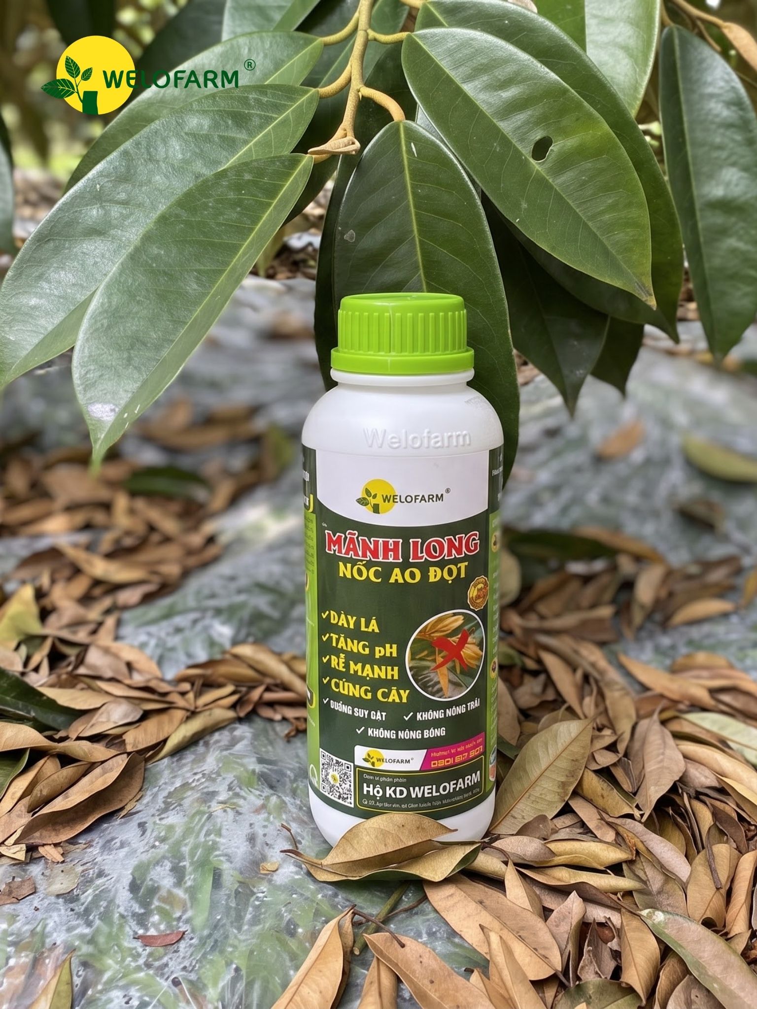 Mãnh Long Nốc Ao Đọt