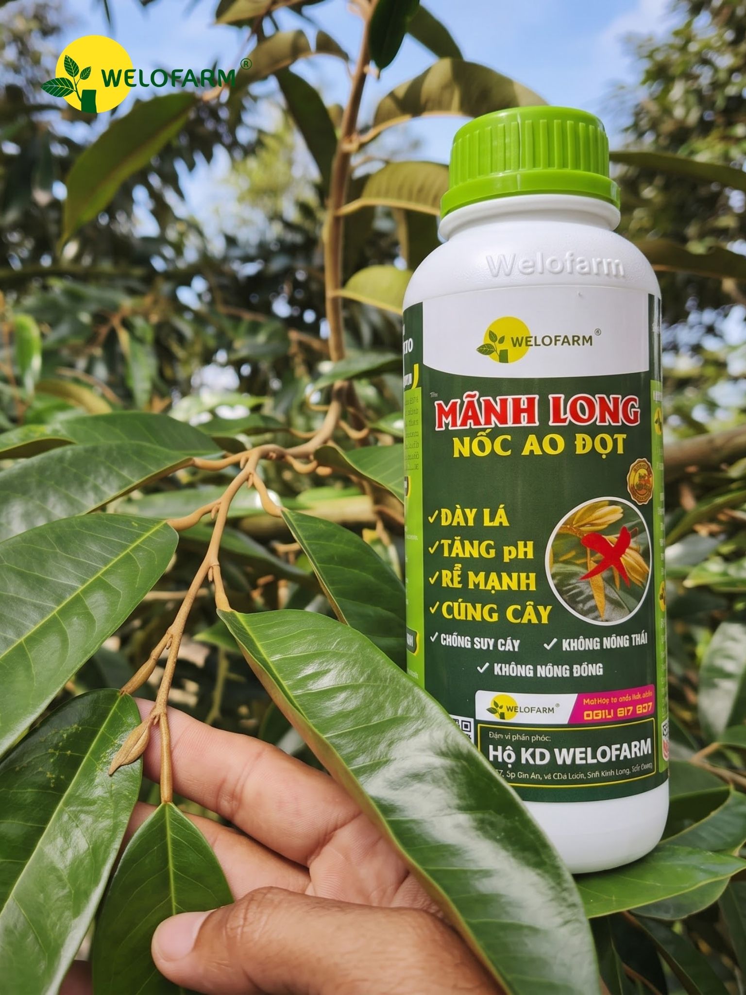 Mãnh Long Nốc Ao Đọt