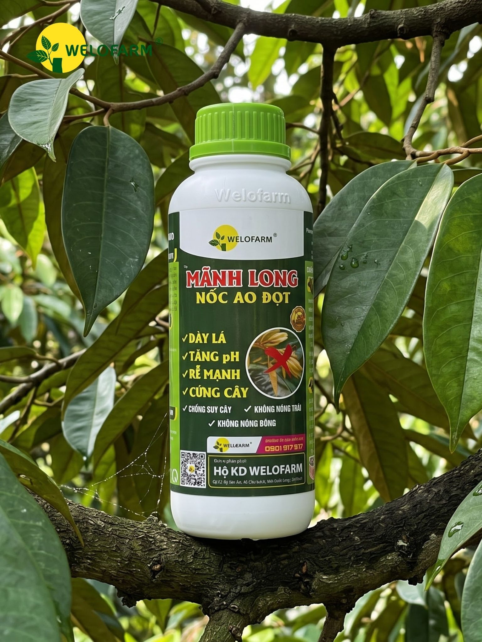 Mãnh Long Nốc Ao Đọt