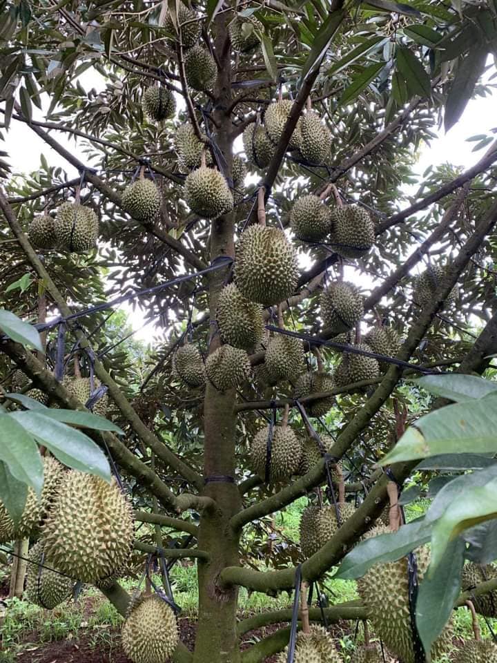 Sầu Riêng Monthong Thái