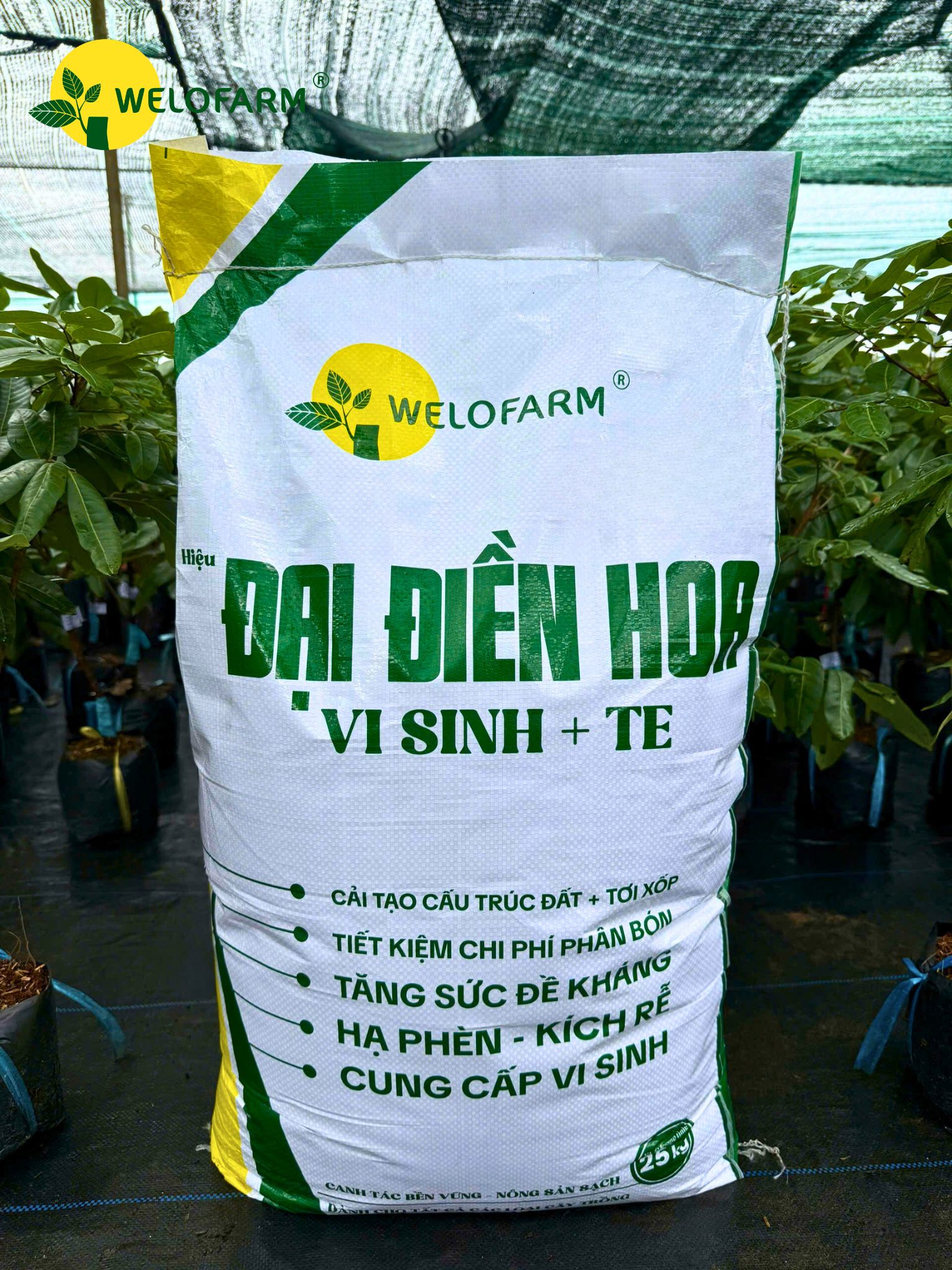 Đại Điền Hoa