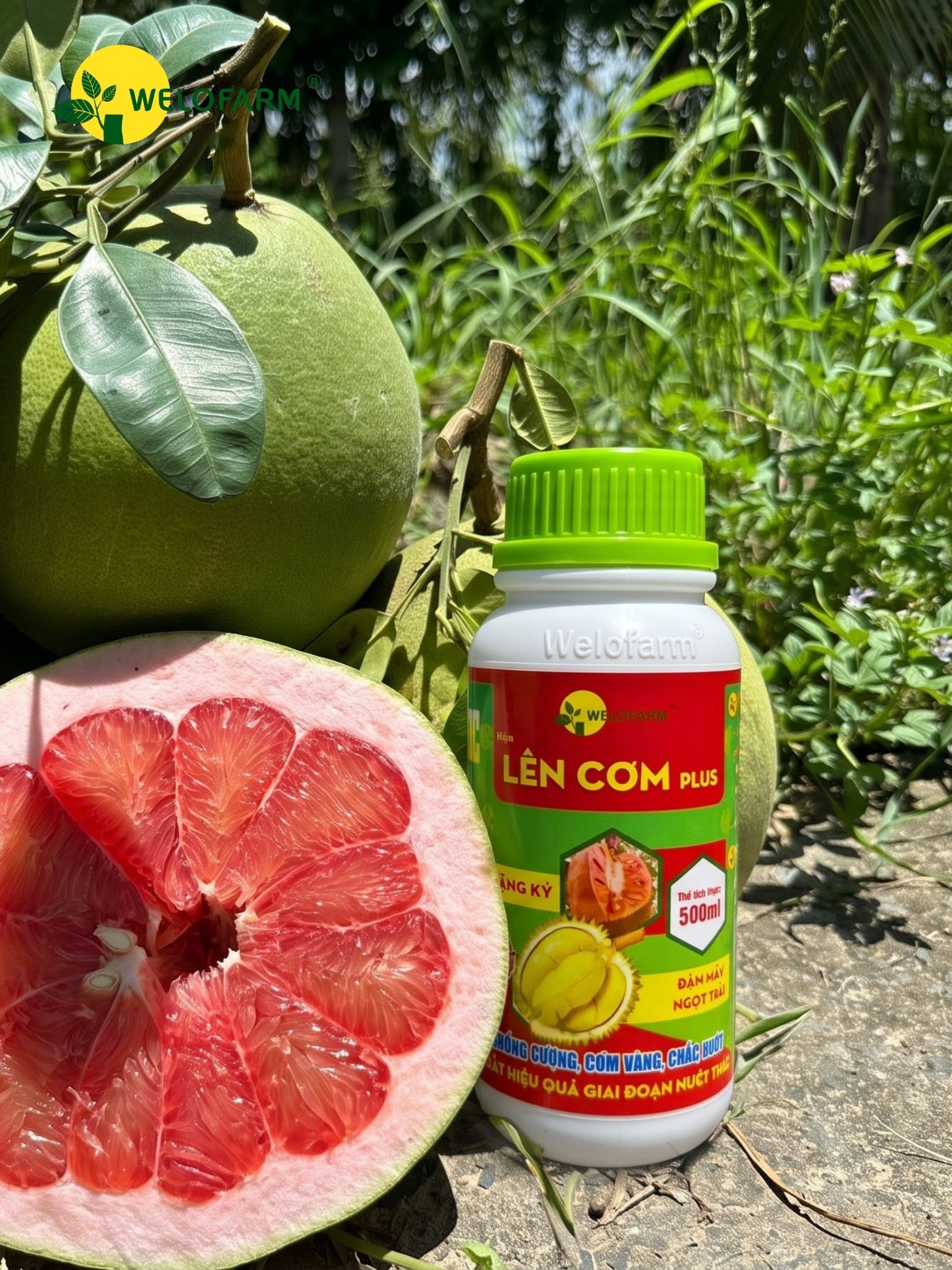 Lên Cơm Plus