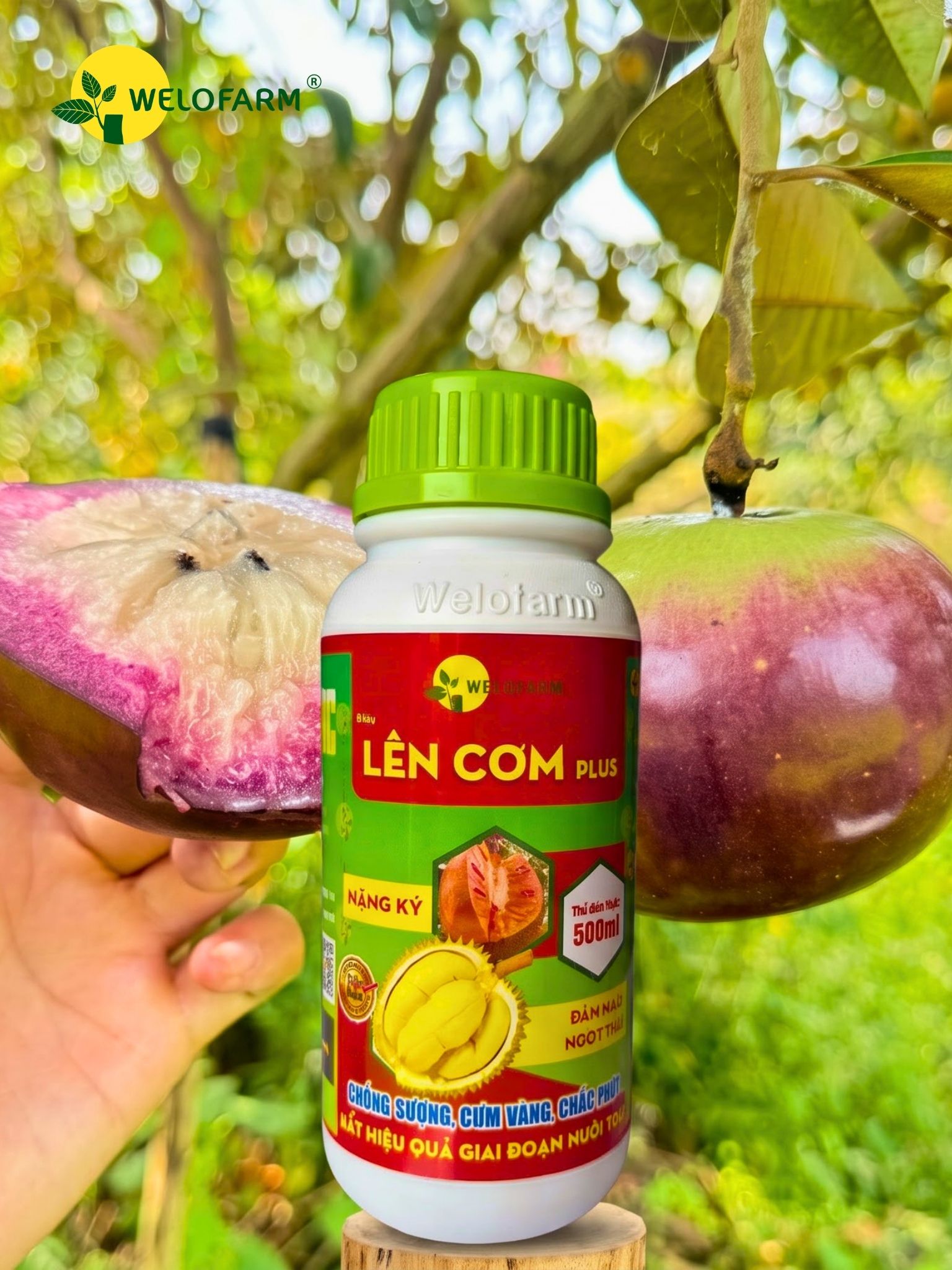 Lên Cơm Plus