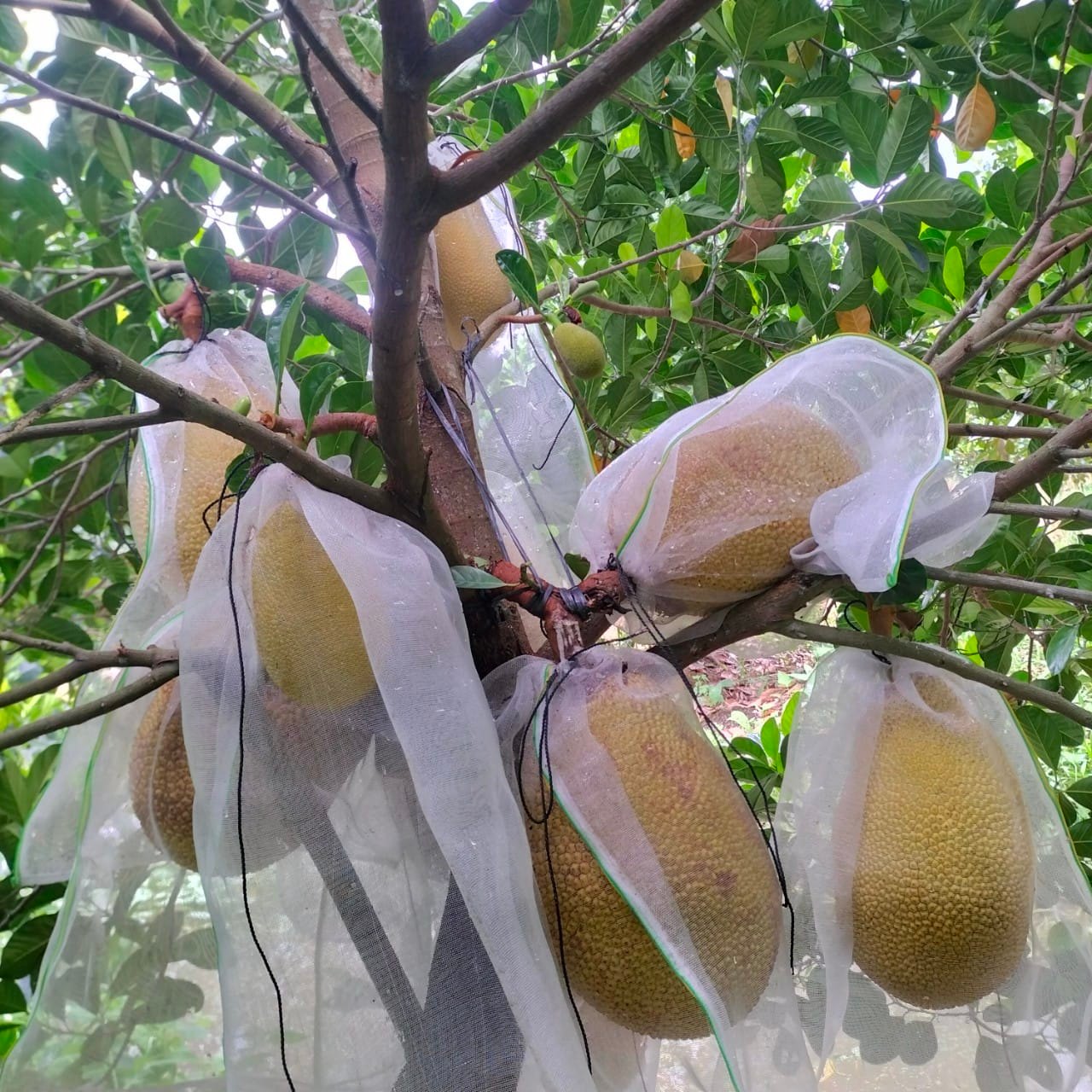 Mít Ruột Đỏ Xơ Vàng