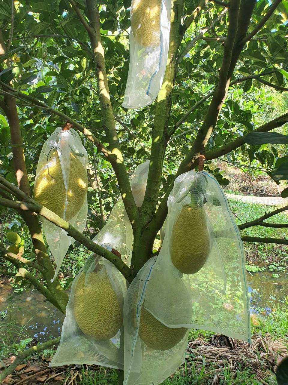 Mít Ruột Đỏ Xơ Vàng